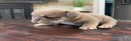 French Bulldog dogs for sale: Nebula - Ad 1