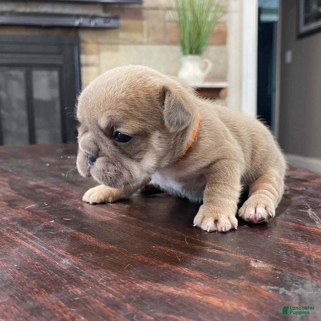 French Bulldog dogs for sale: Nebula - Ad 1