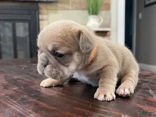 French Bulldog dogs Nebula - Ad 12