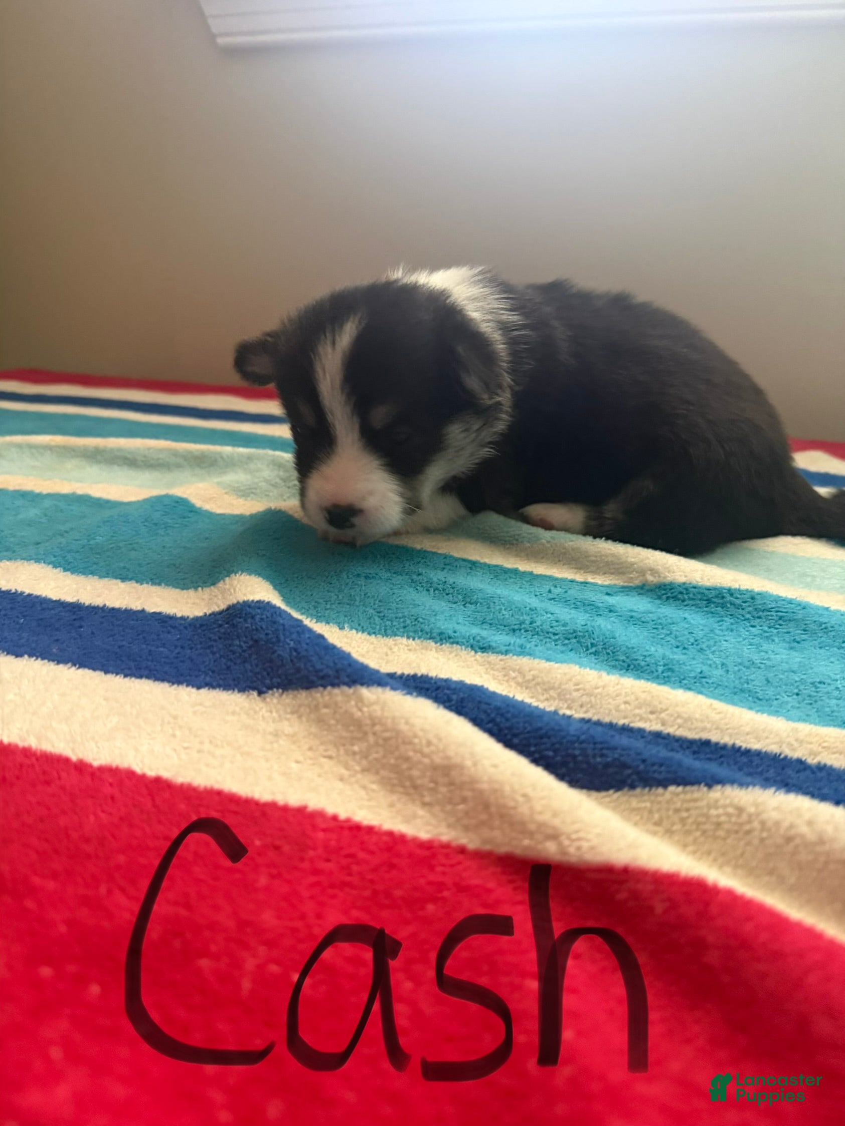 Welsh Corgi Pembroke dogs Cash - Ad 21