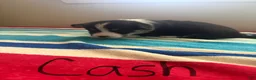 Welsh Corgi Pembroke dogs for sale: Cash - Ad 3