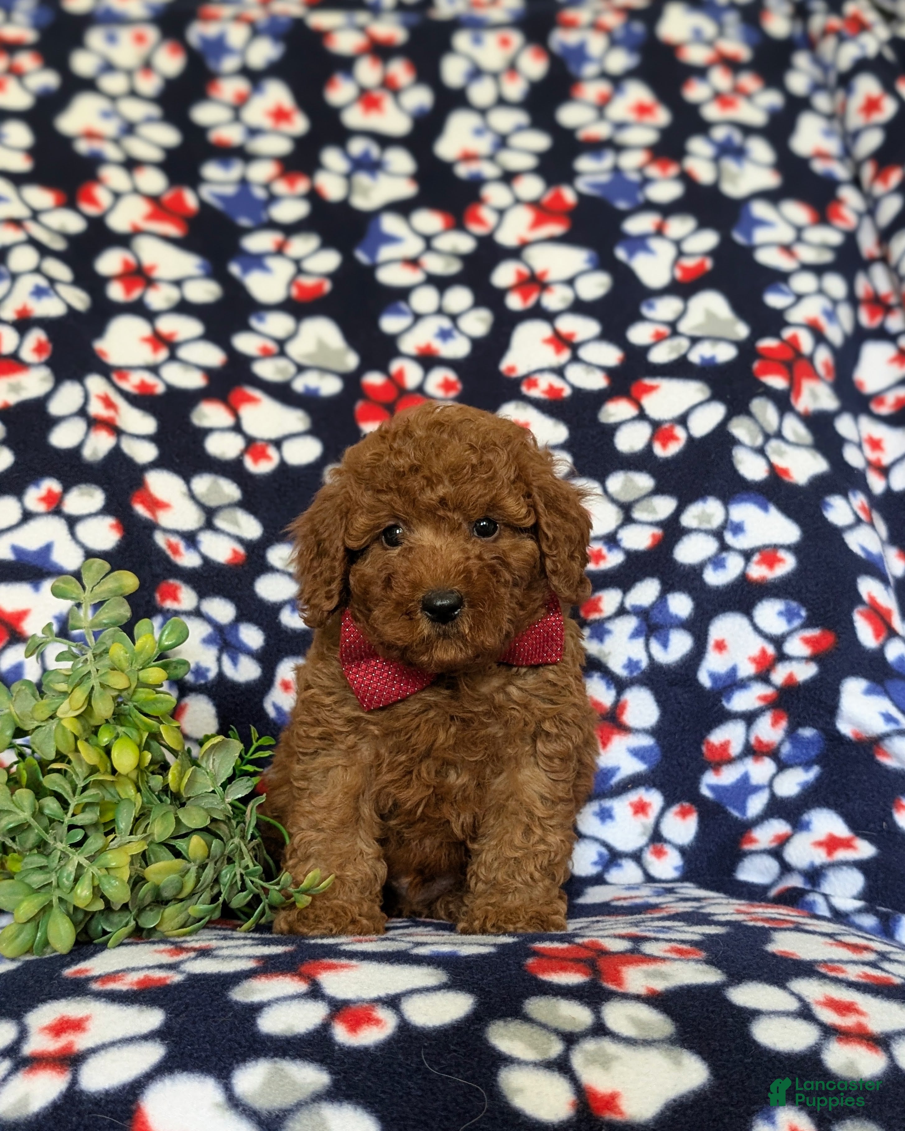 Miniature Poodle dogs Sterling - Ad 2