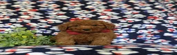 Miniature Poodle dogs for sale: Sterling - Ad 2