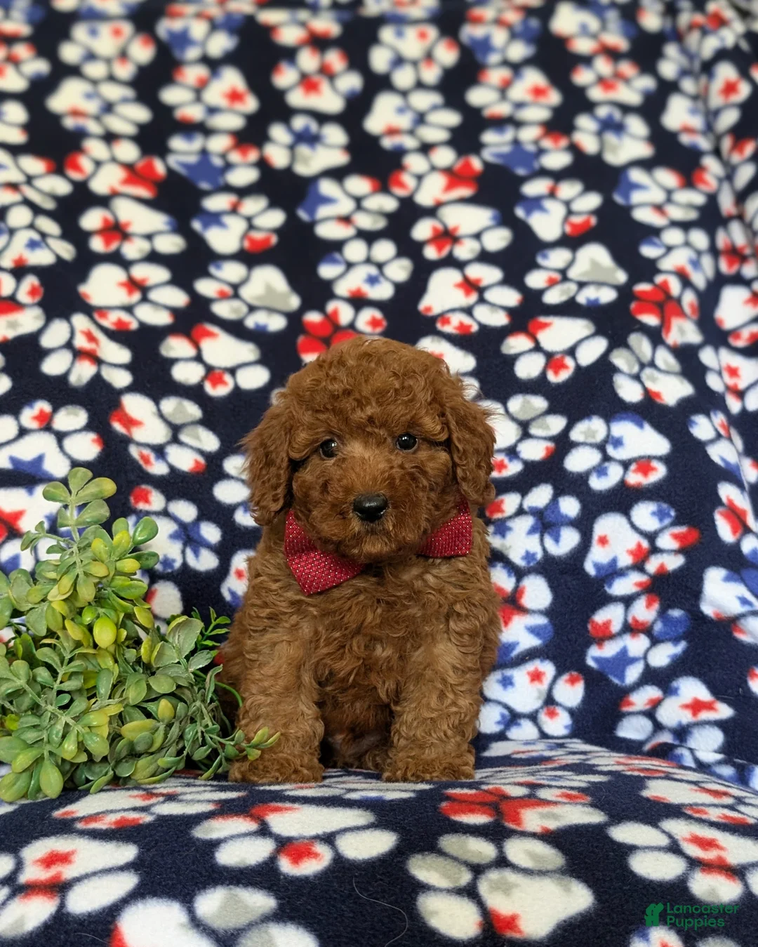 Miniature Poodle dogs for sale: Sterling - Ad 2