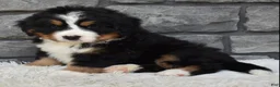 Bernese Mountain Dog dogs for sale: Buster  - Ad 3