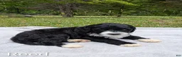 Mixed Breed dogs for sale: Reed - Ad 5