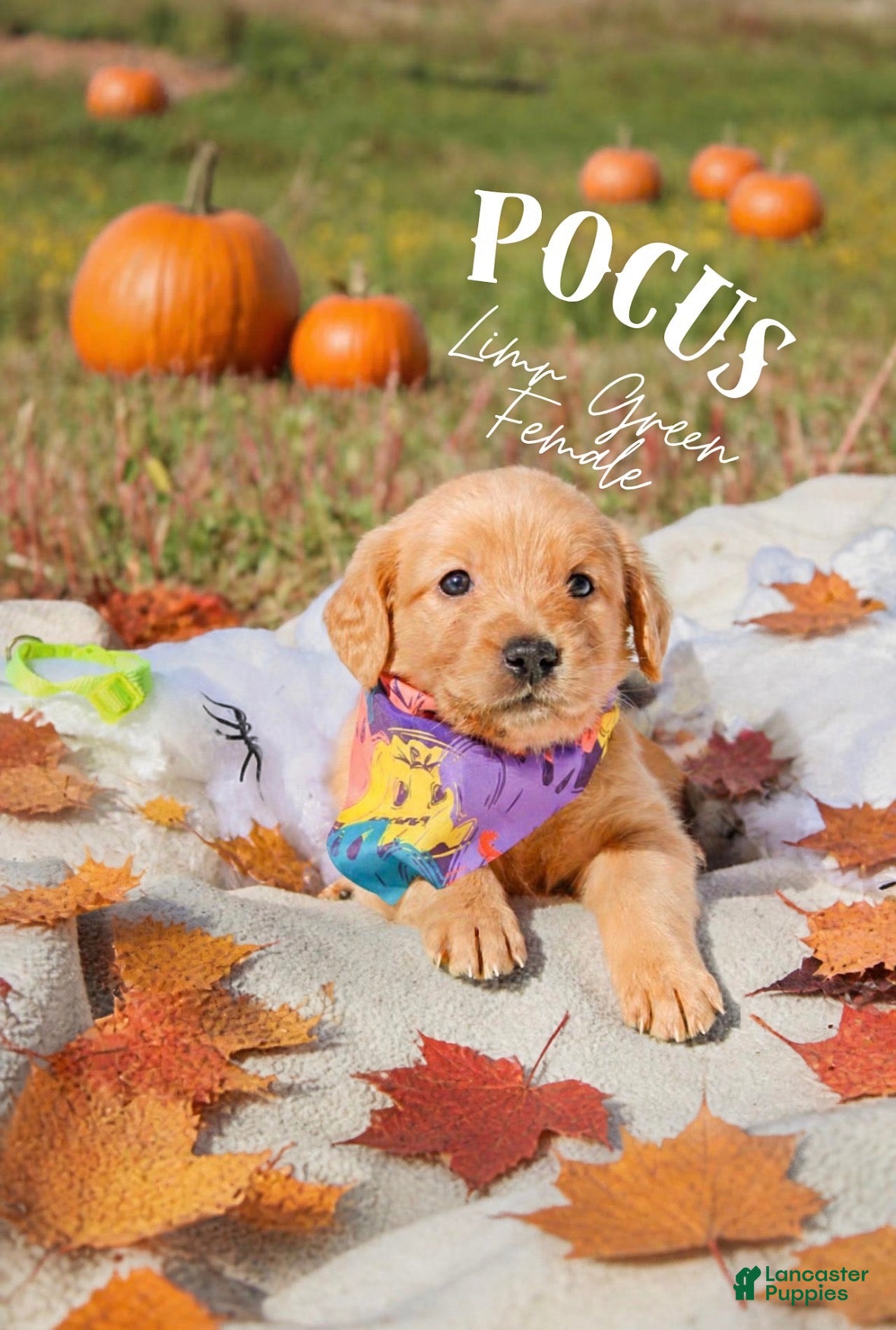 Golden Retriever dogs Golden Retriever 5 - Ad 1