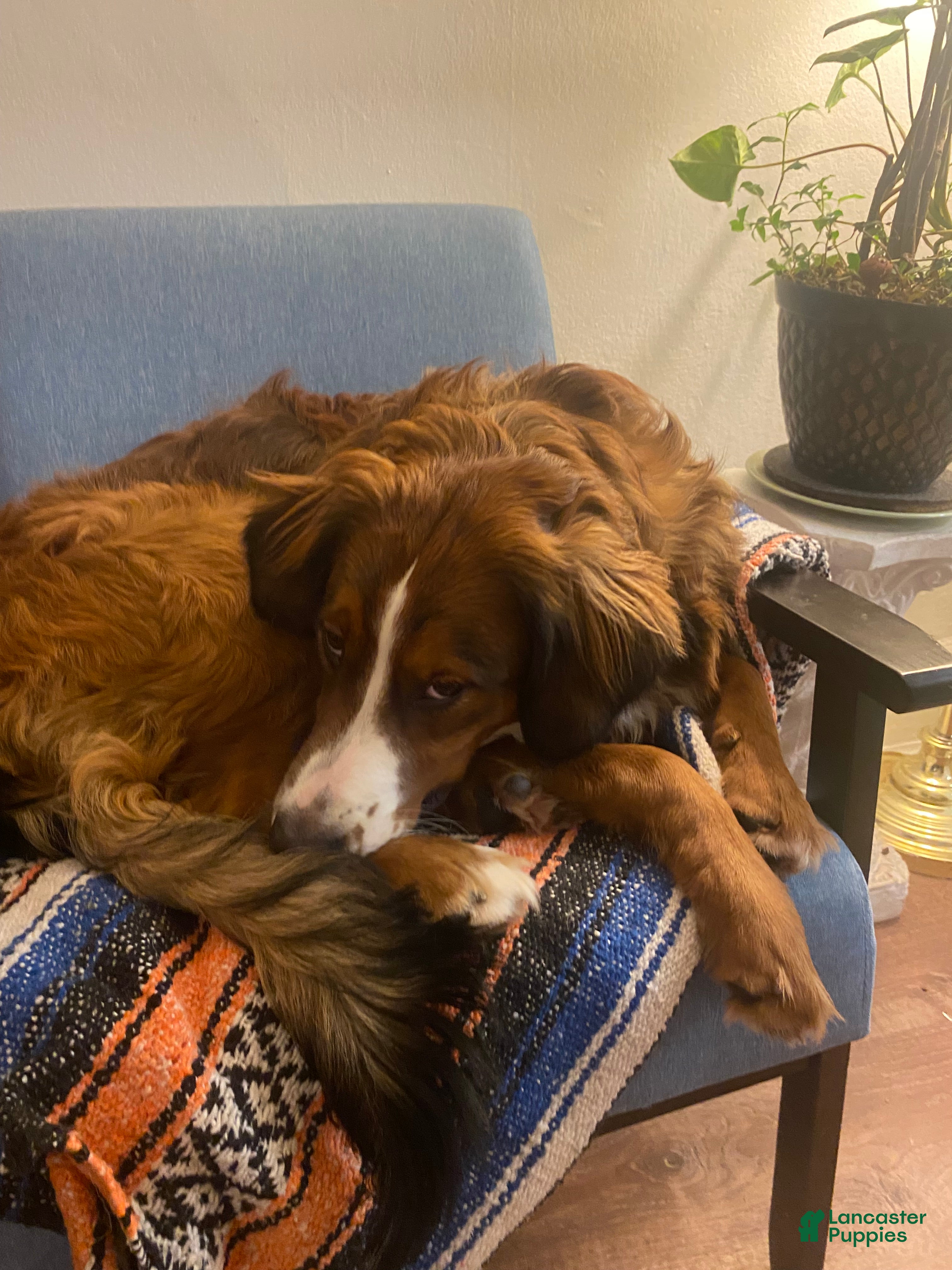 Bernedoodle dogs Harriet  - Ad 42