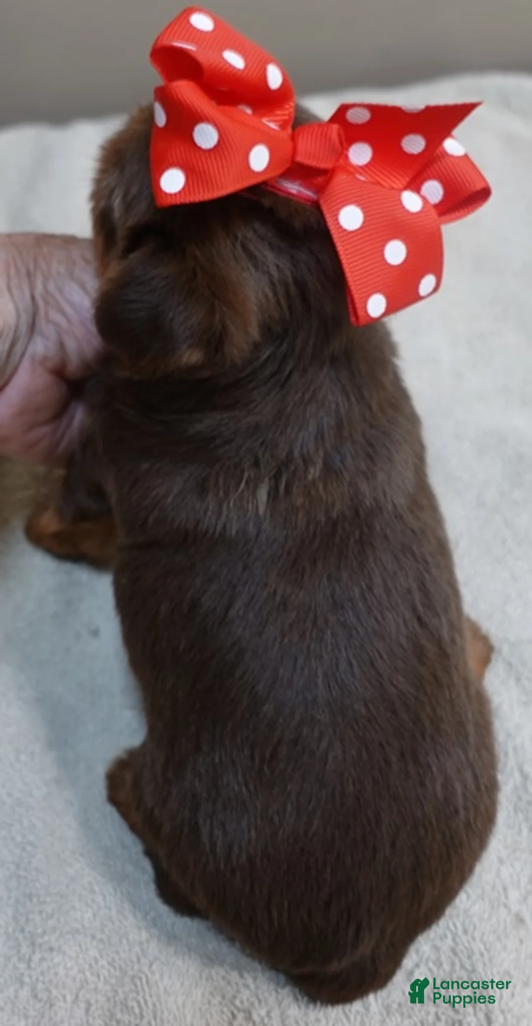 Yorkshire Terrier dogs for sale: Samson - Ad 2