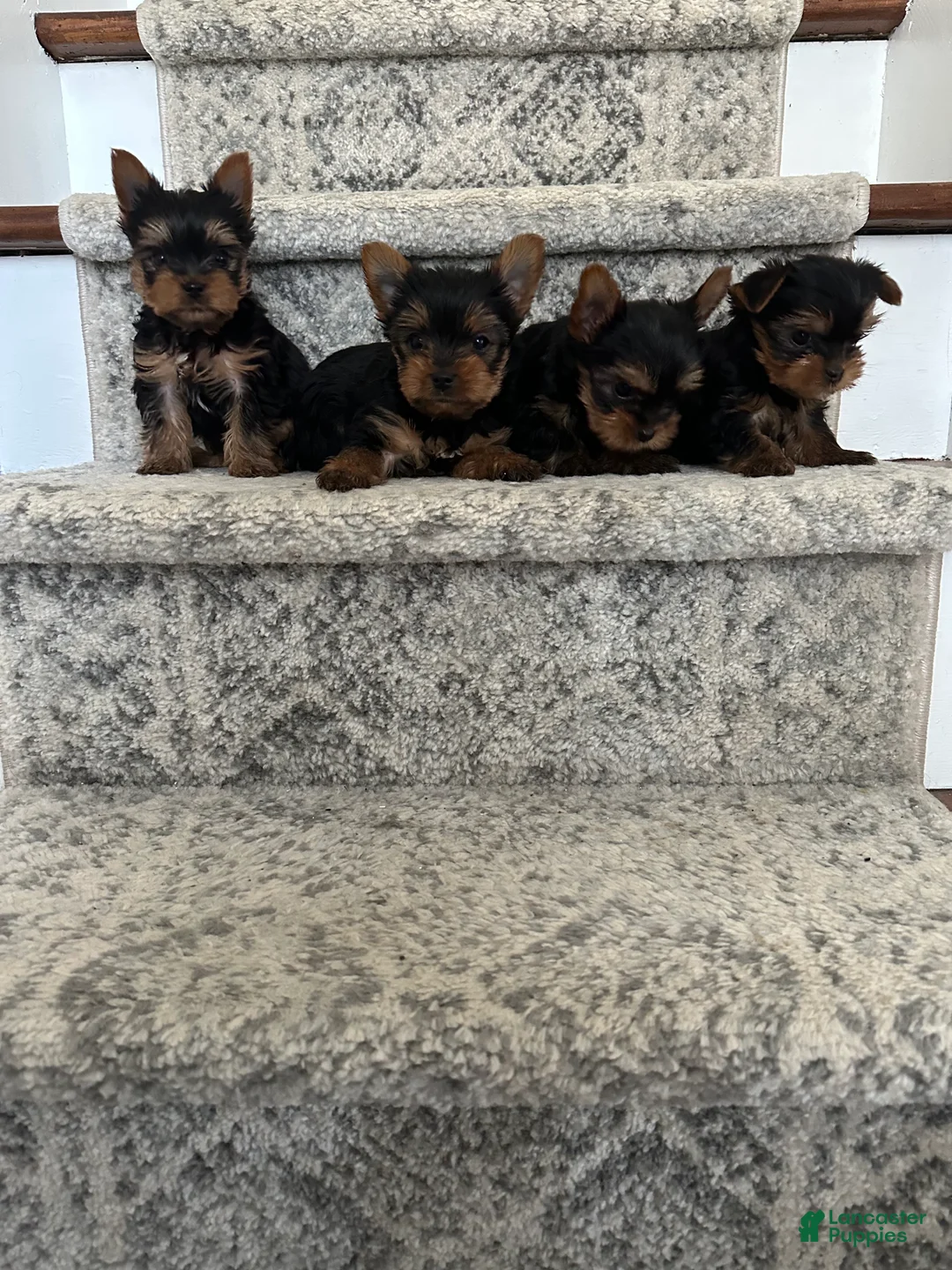 Yorkshire Terrier dogs for sale: Benny - Ad 3