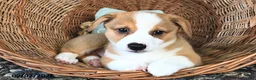 Welsh Corgi Pembroke dogs for sale: Buddy  - Ad 4