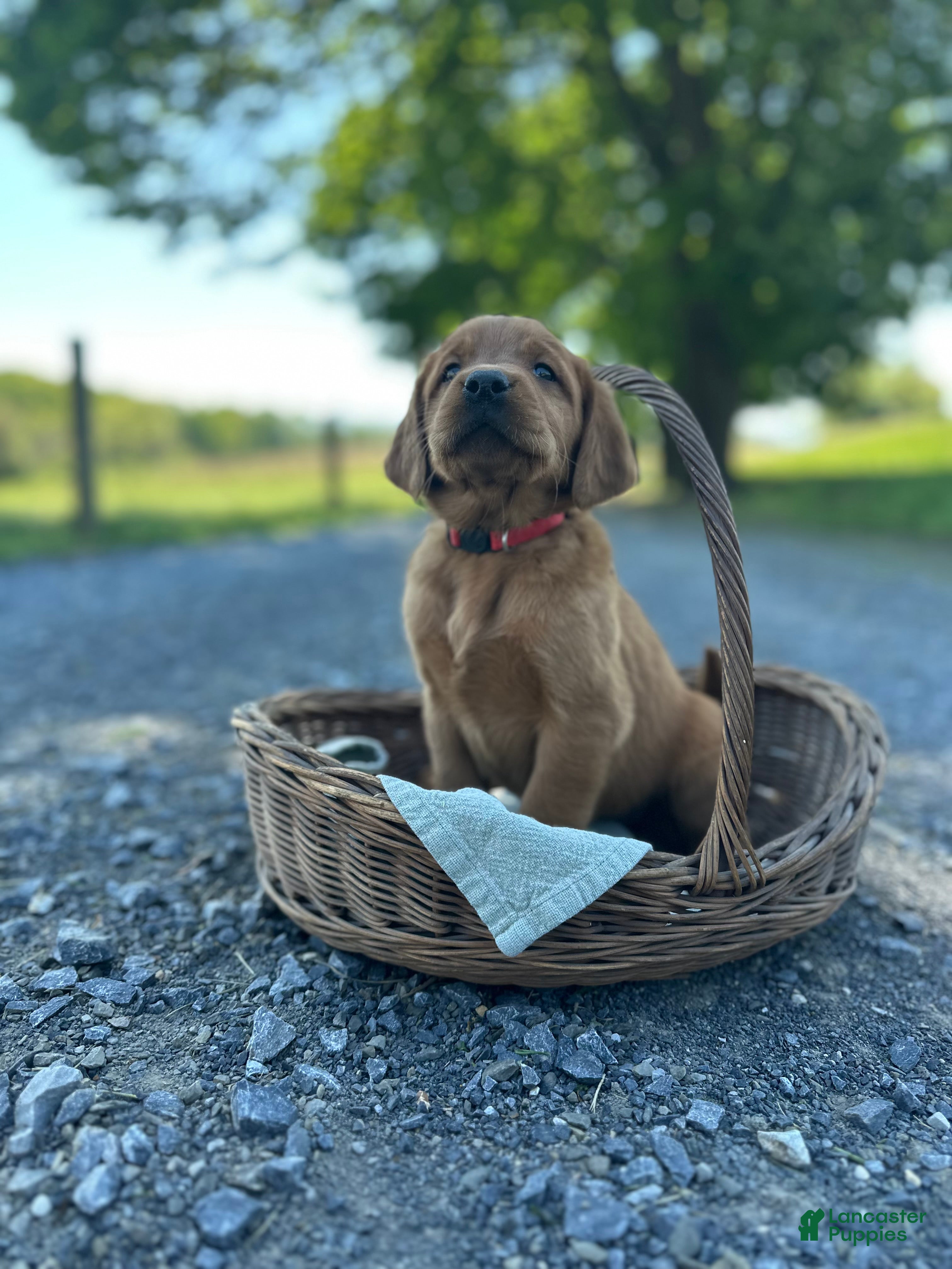 Mixed Breed dogs Bella - Ad 2