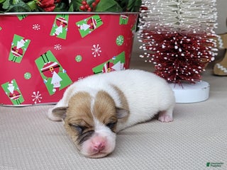 Jack Russell Terrier dogs Westfork's THORN - Ad 4