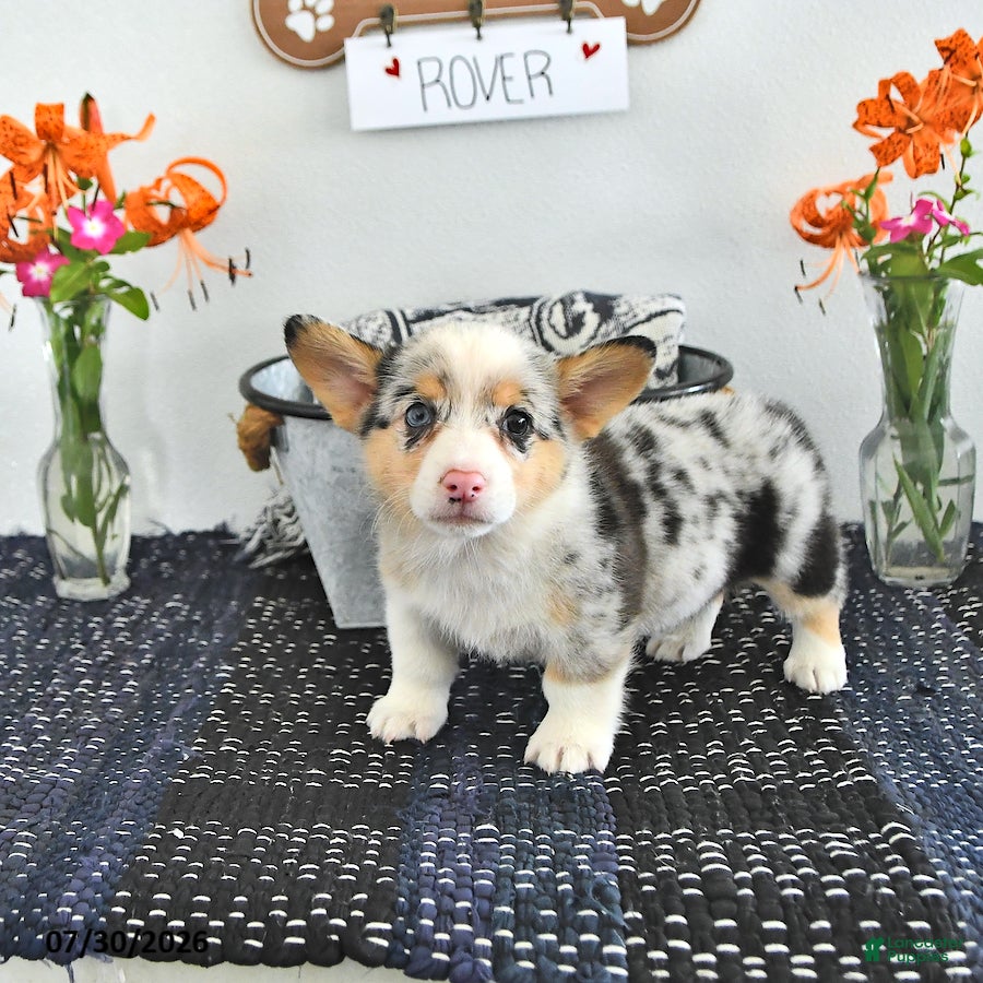 Welsh Corgi Pembroke dogs Rover - Ad 2