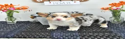Welsh Corgi Pembroke dogs for sale: Rover - Ad 2