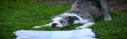 English Bulldog dogs for sale: Splendor English Bulldog crate trained - Ad 10