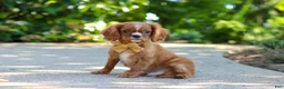 Cavalier King Charles Spaniel dogs for sale: Mr. Bentley - Ad 5