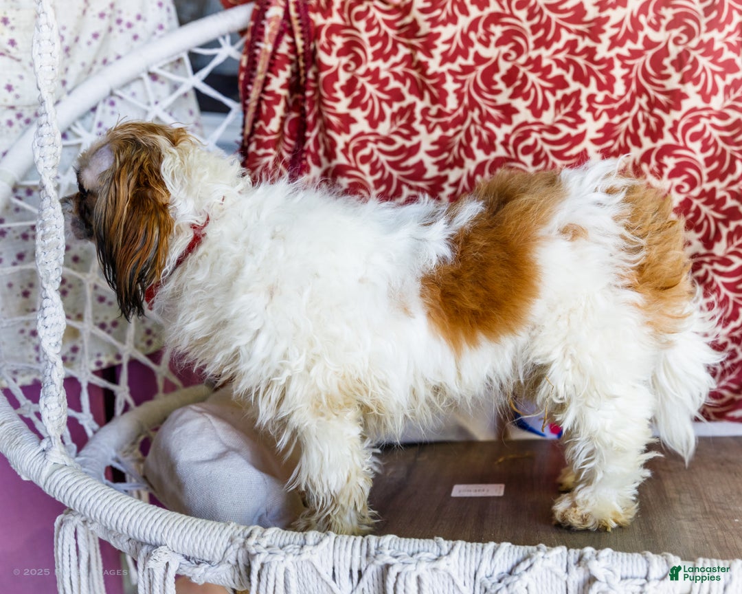 Shih Tzu dogs for sale: Jude - Ad 33