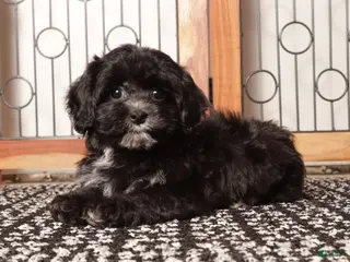 Shihpoo dogs Sasha Black Female Shihpoo - Ad 6