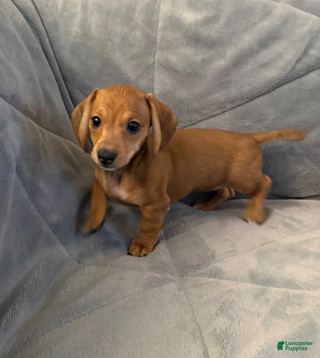Dachshund dogs for sale: Lola - Ad 1