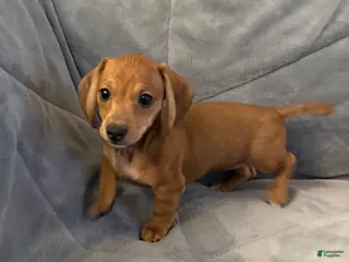 Dachshund dogs for sale: Lola - Ad 3