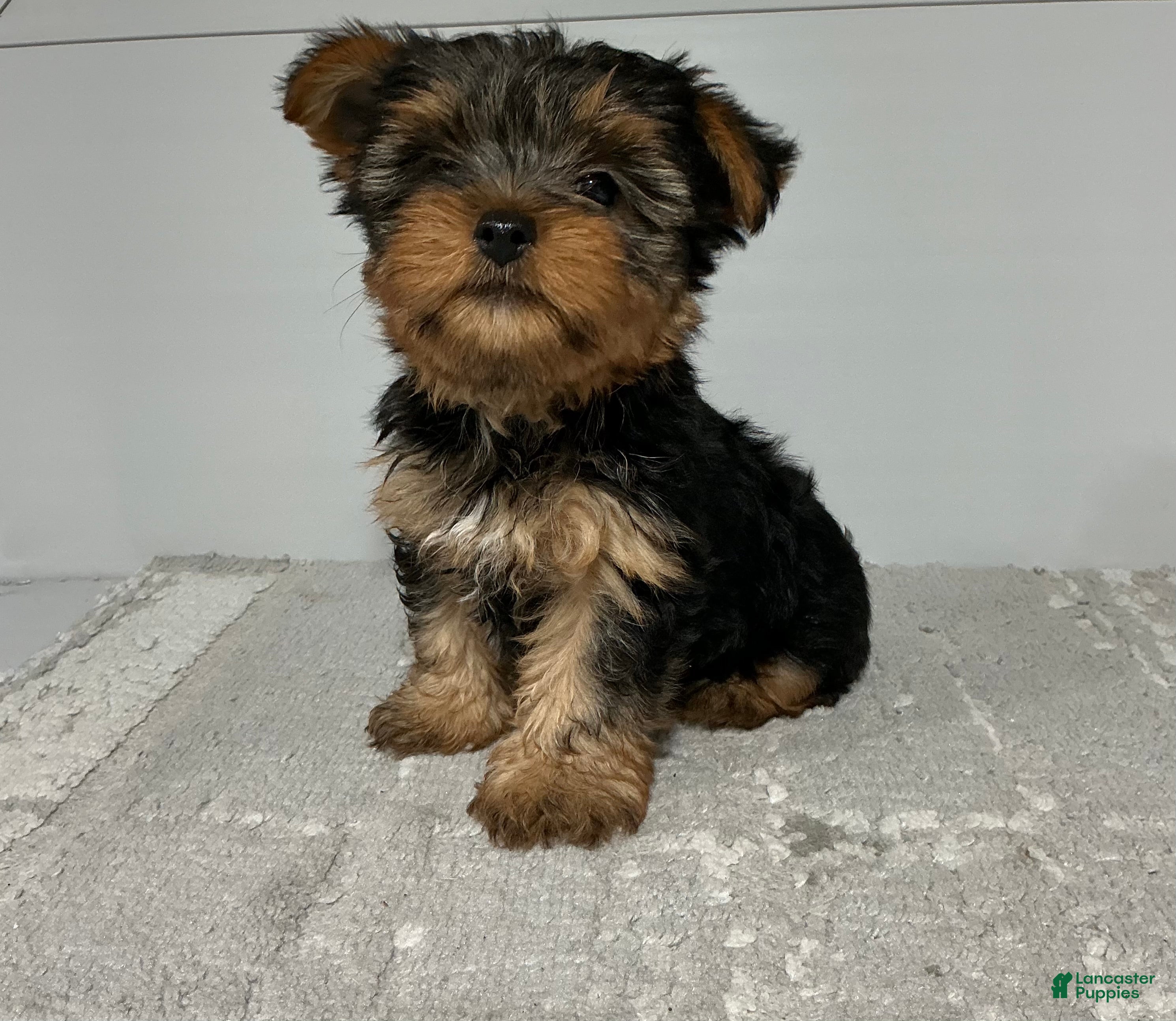 Yorkshire Terrier dogs for sale: Rufous  - Ad 1