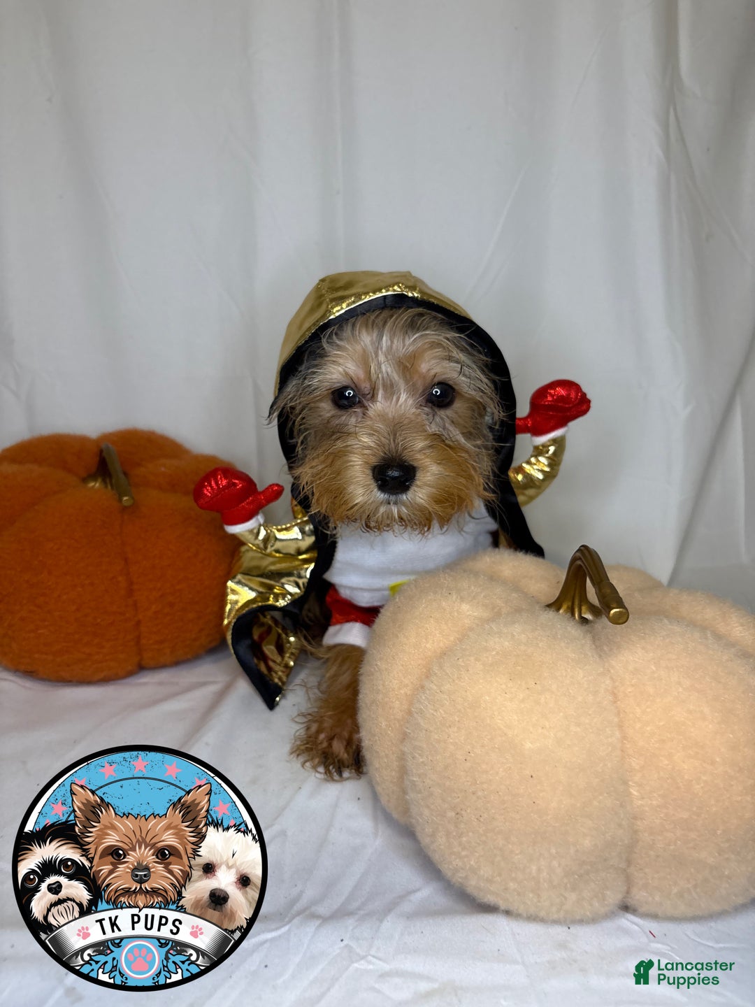 Yorkshire Terrier dogs for sale: Yorkshire Terrier Puppy 4 - Ad 3