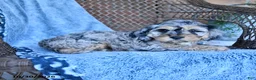 Cockapoo dogs for sale: Tina - Ad 4