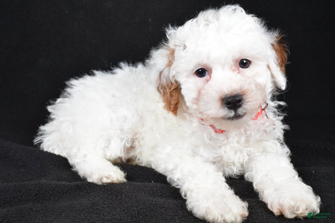 Miniature Poodle dogs for sale: Falcon - Ad 6