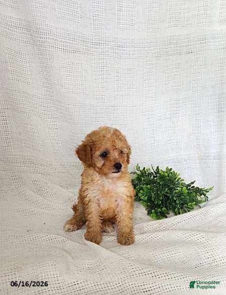 Toy Poodle dogs Gold - Ad 2
