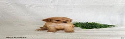 Toy Poodle dogs for sale: Gold - Ad 3