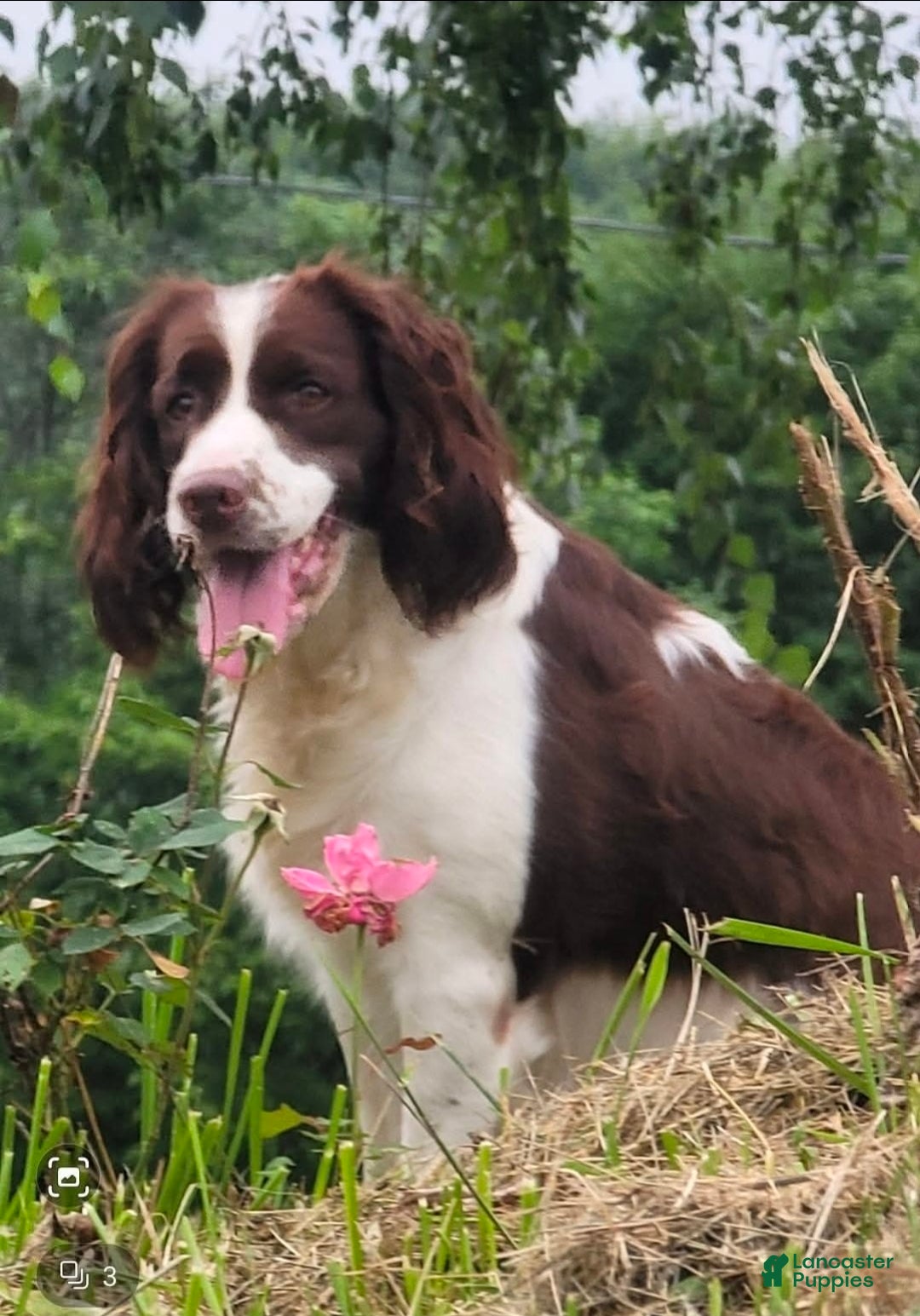 English Springer Spaniel dogs for sale: English Springer Spaniel dark green - Ad 3