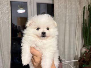 Pomeranian dogs Pomeranian Puppy 1 - Ad 8