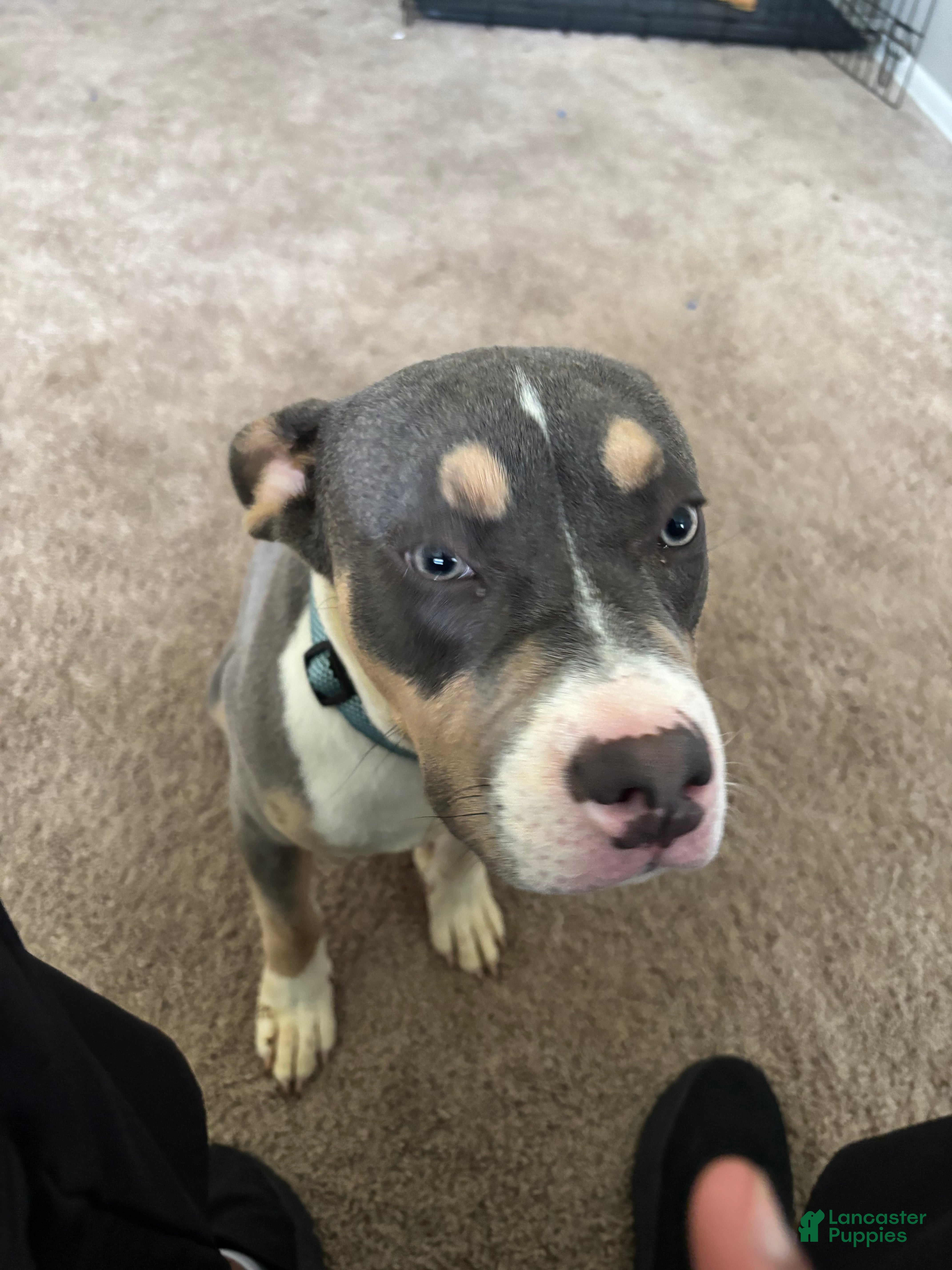 American Pit Bull Terrier dogs for sale: American Pit Bull Terrier Puppy 1 - Ad 7