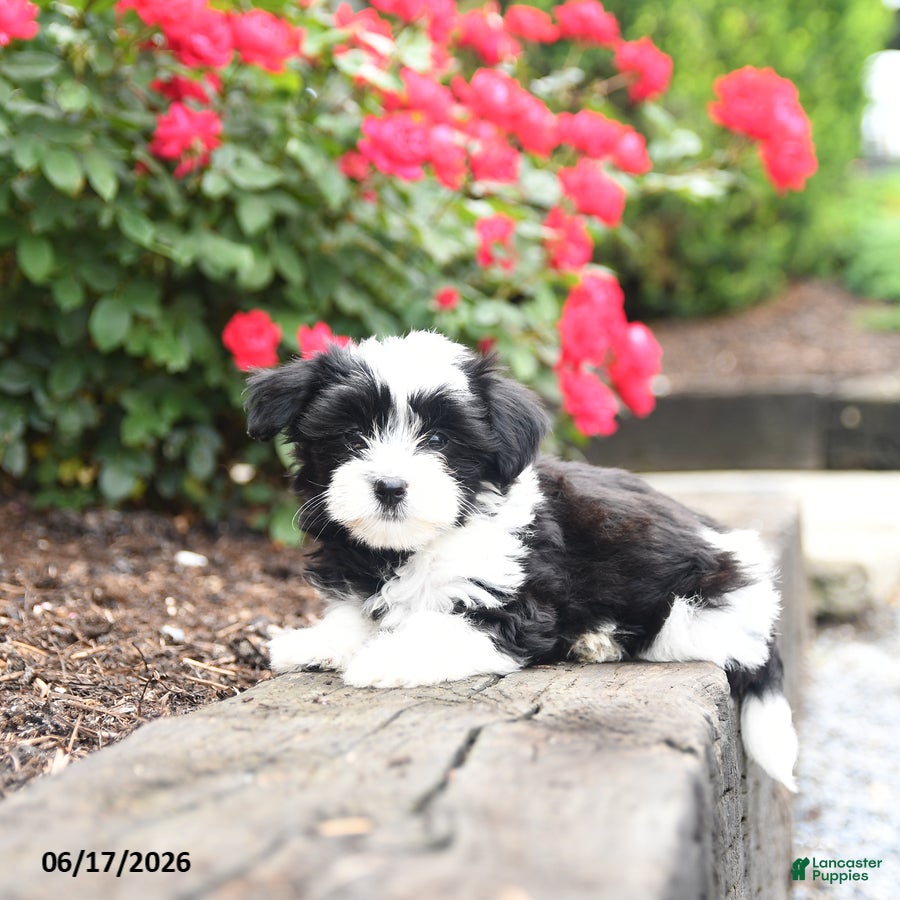 Mixed Breed dogs Jade - Ad 2