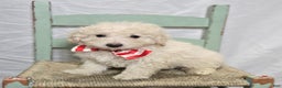 Pomapoo dogs for sale: Lonnie - Ad 1