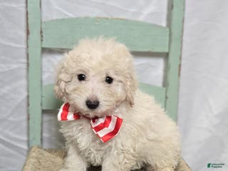 Pomapoo dogs Lonnie - Ad 29