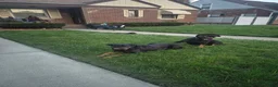 Rottweiler dogs for sale: Rottweiler 2 - Ad 2