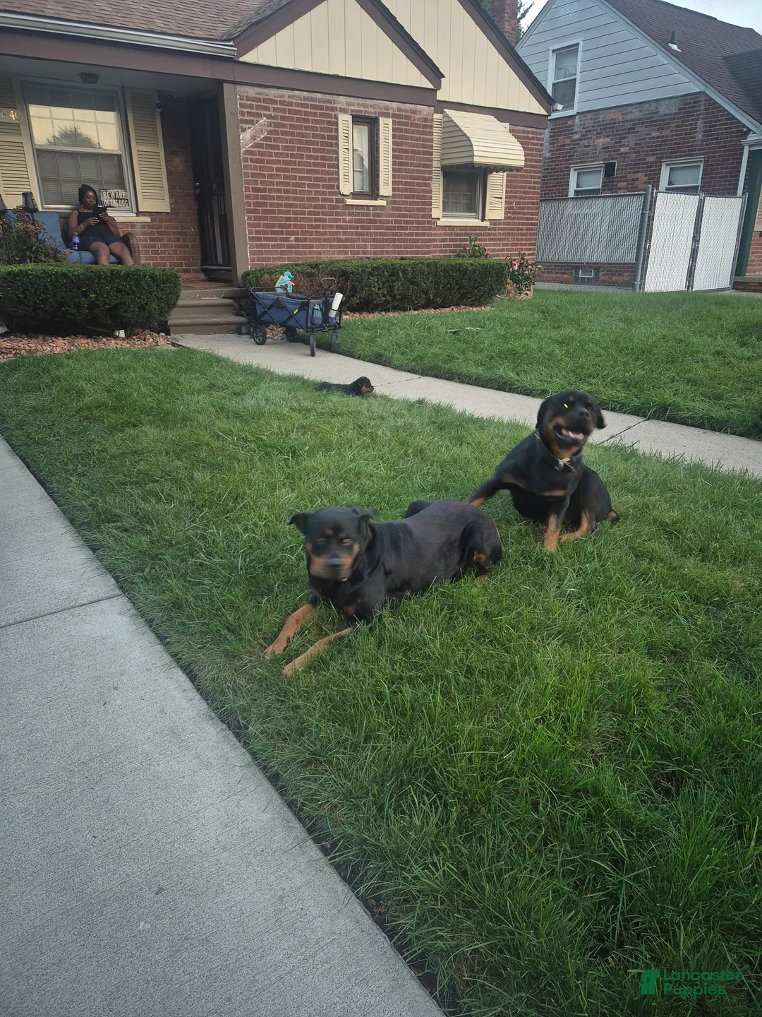 Rottweiler dogs for sale: Rottweiler 2 - Ad 2