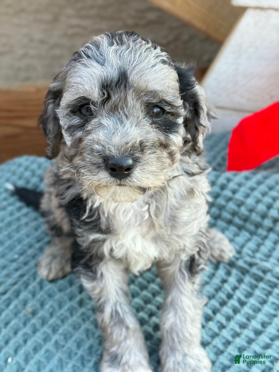 Bichpoo dogs for sale: Alvin - Ad 6