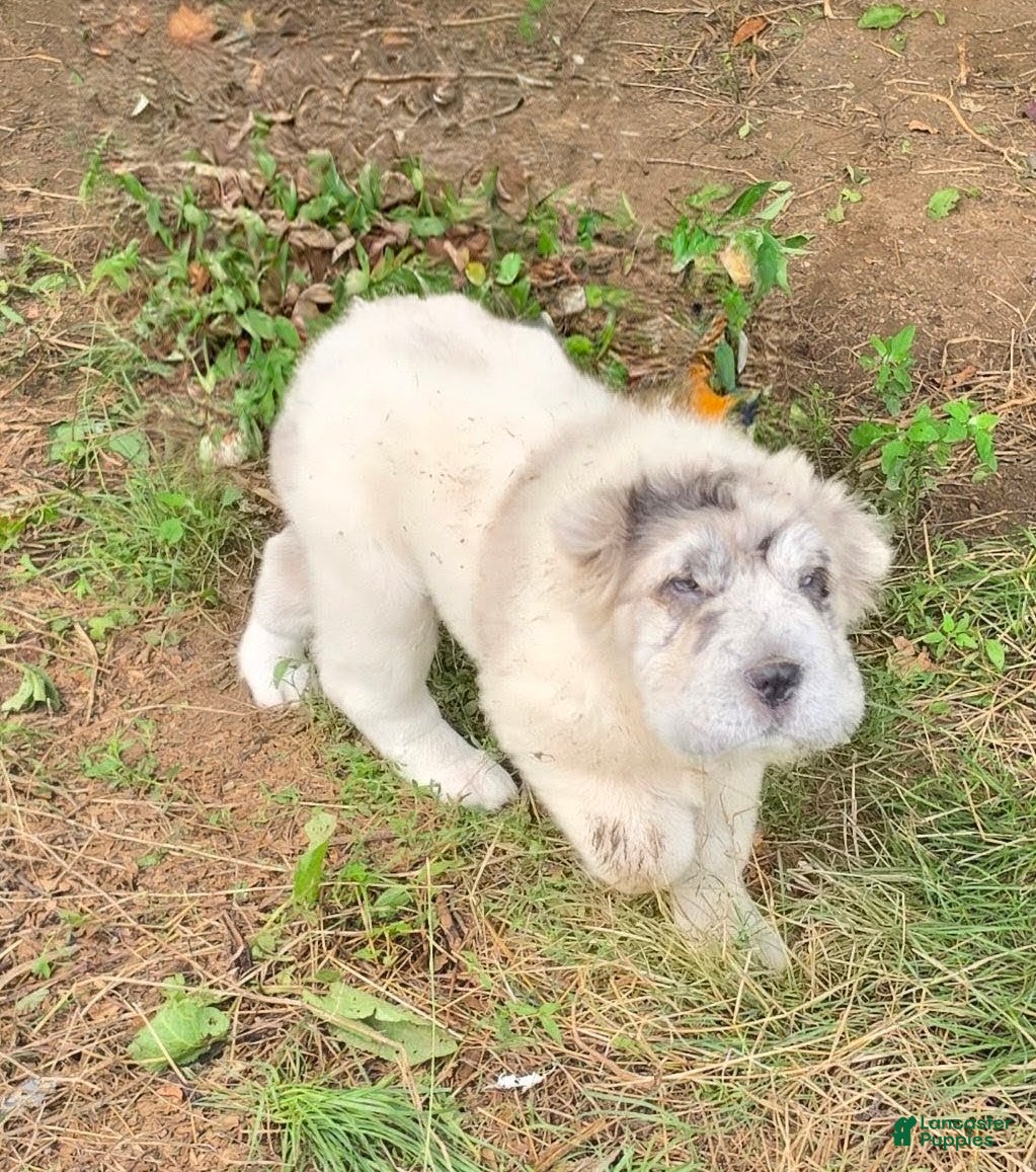 Shar Pei dogs Nova  - Ad 2