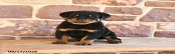 Rottweiler dogs for sale: Klondike - Ad 3