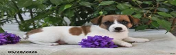 Jack Russell Terrier dogs for sale: Summer - Ad 3