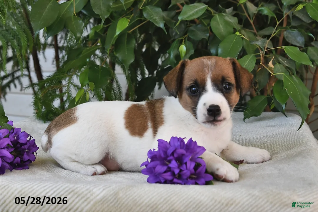 Jack Russell Terrier dogs for sale: Summer - Ad 3
