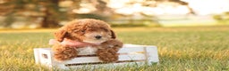 Toy Poodle dogs for sale: Skittles - Ad 1