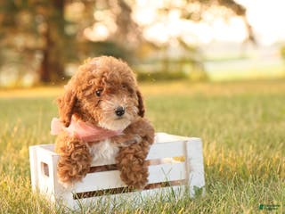Toy Poodle dogs Skittles - Ad 24