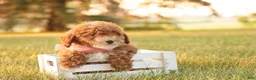 Toy Poodle dogs for sale: Skittles - Ad 1