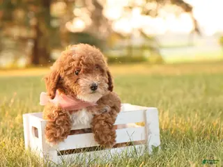 Toy Poodle dogs Skittles - Ad 34