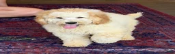 Mini Goldendoodle dogs for sale: Travis - Ad 3