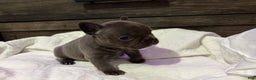 French Bulldog dogs for sale: French Bulldog Puppy 3 - Ad 5